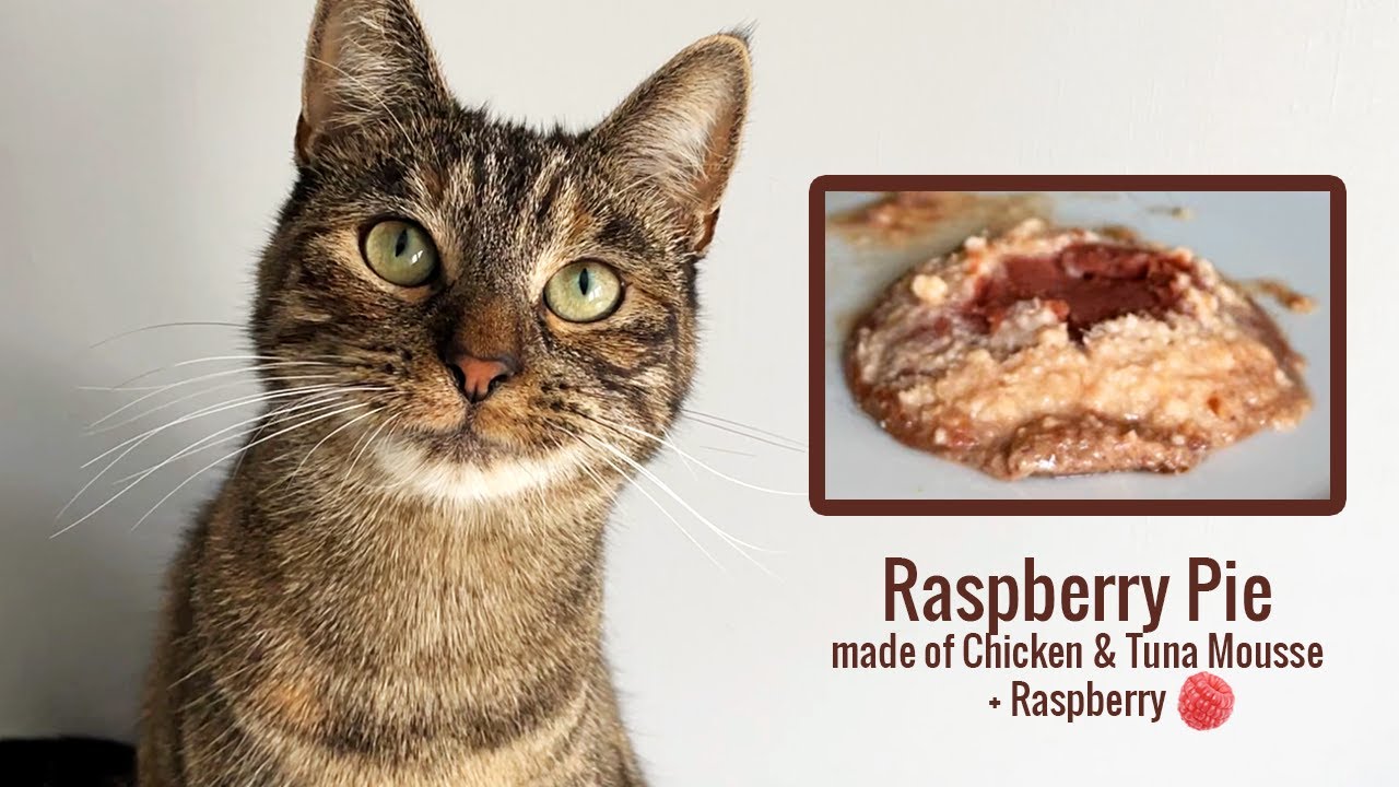 Cat Eating Raspberry Pie made of Chicken & Tuna | Wet food ASMR 🎧