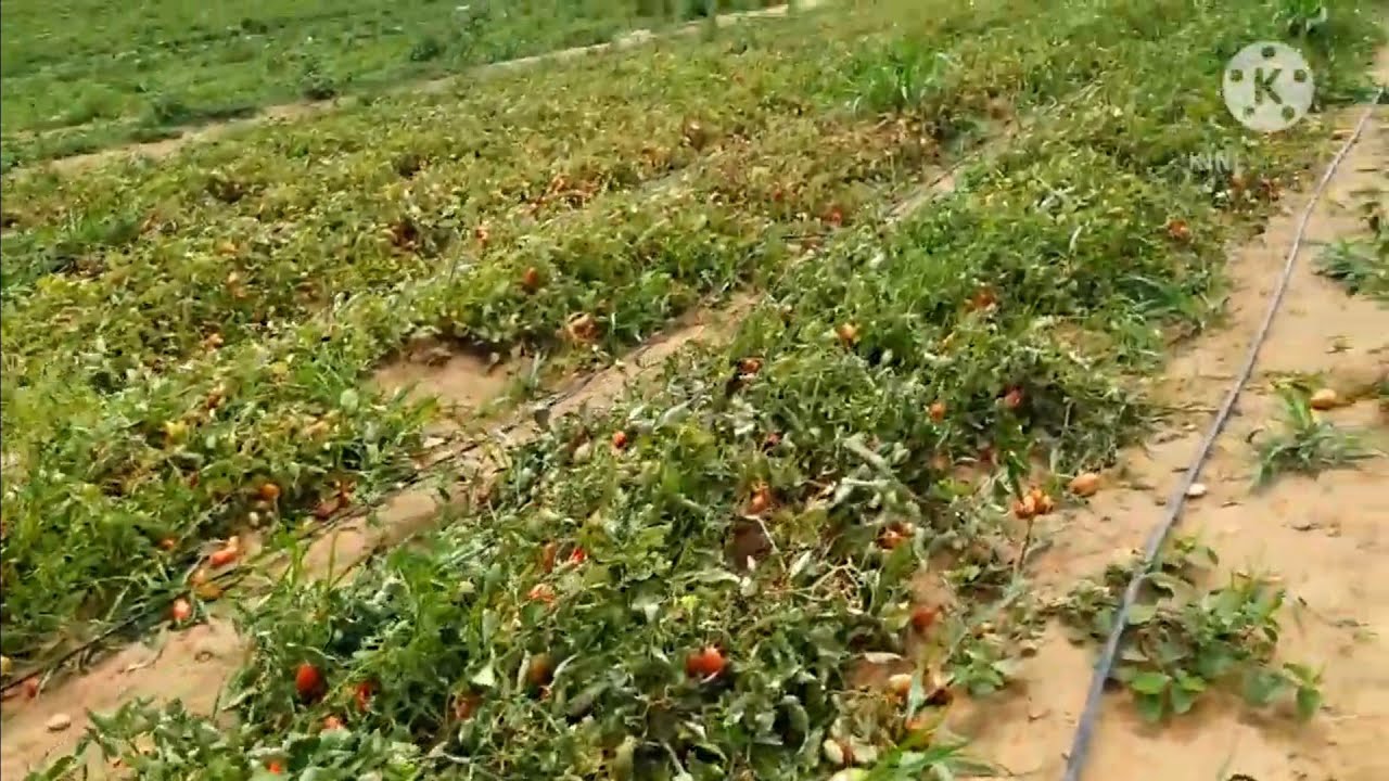 Como é uma Plantação de Tomates Rasteiro (Italiano)
