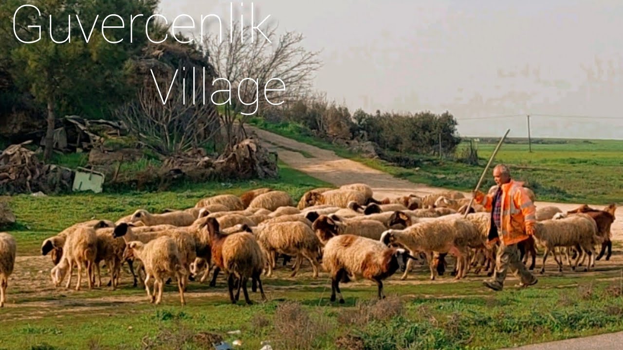 Farming village north Cyprus, Guvercenlik.