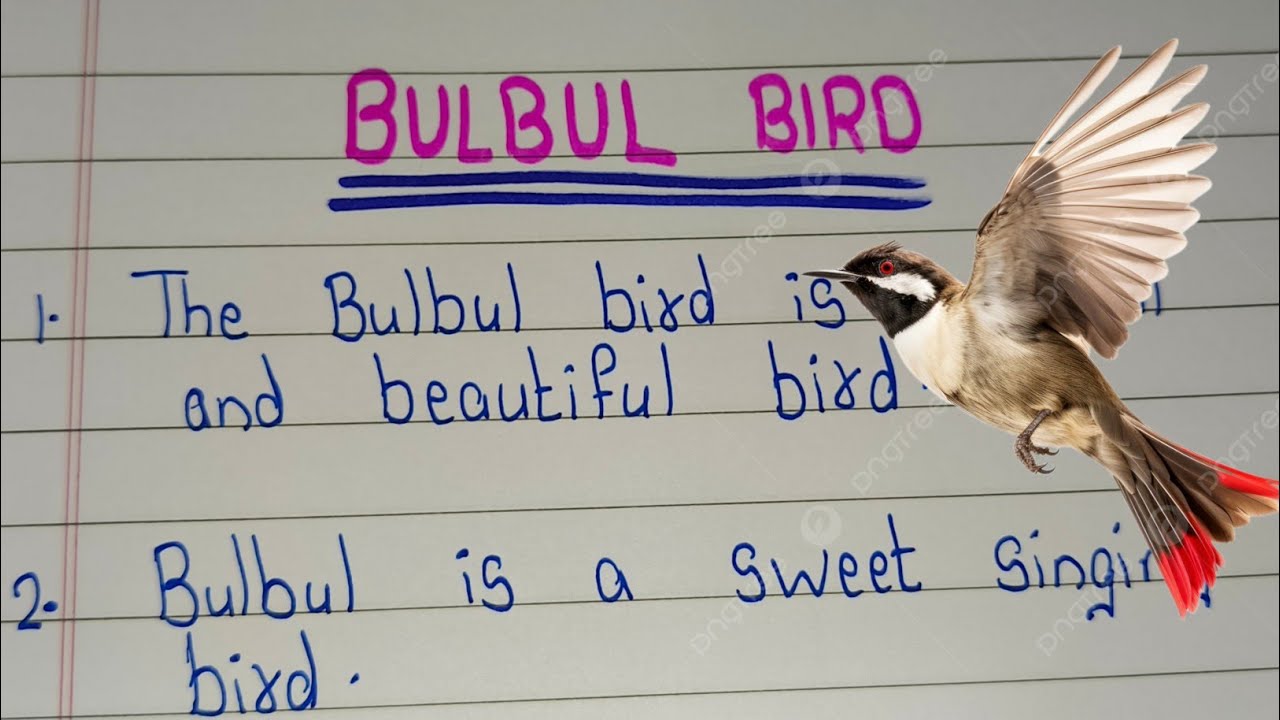 Essay on Bulbul Bird /10 Lines on Bulbul Bird/ Bulbul Bird essay in english