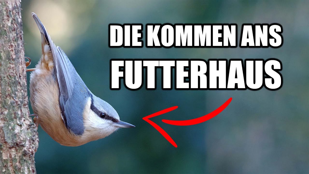 10 Häufige Vögel an der Futterstelle