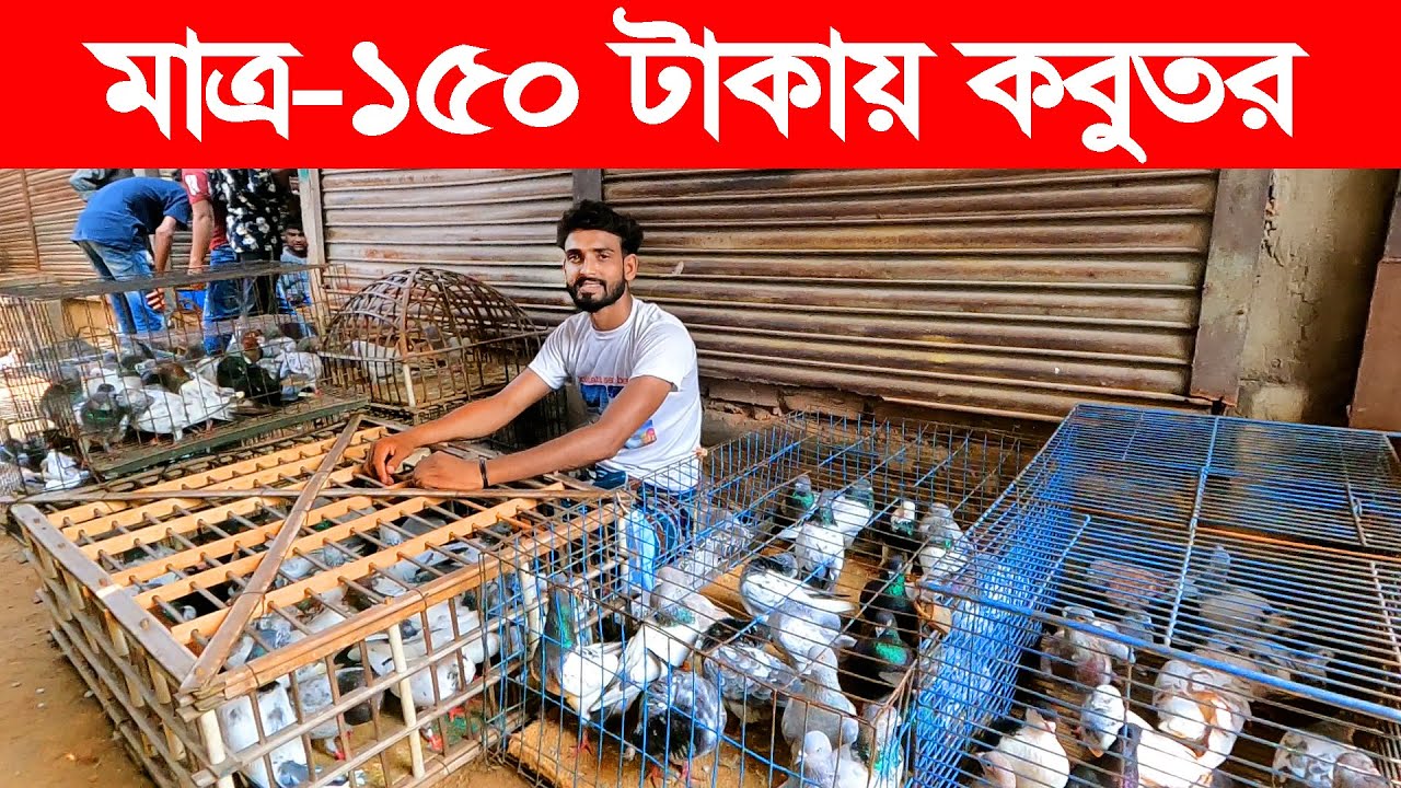 মাত্র-১৫০ টাকায় কবুতর | kobutor hat 2023 | pigeon market in bangladesh | saroliya kobutor hat