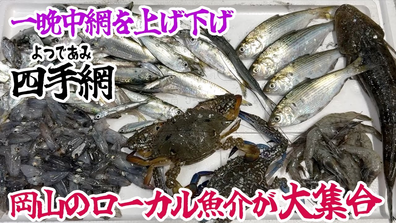 四手網で岡山のローカル魚介が大集合！