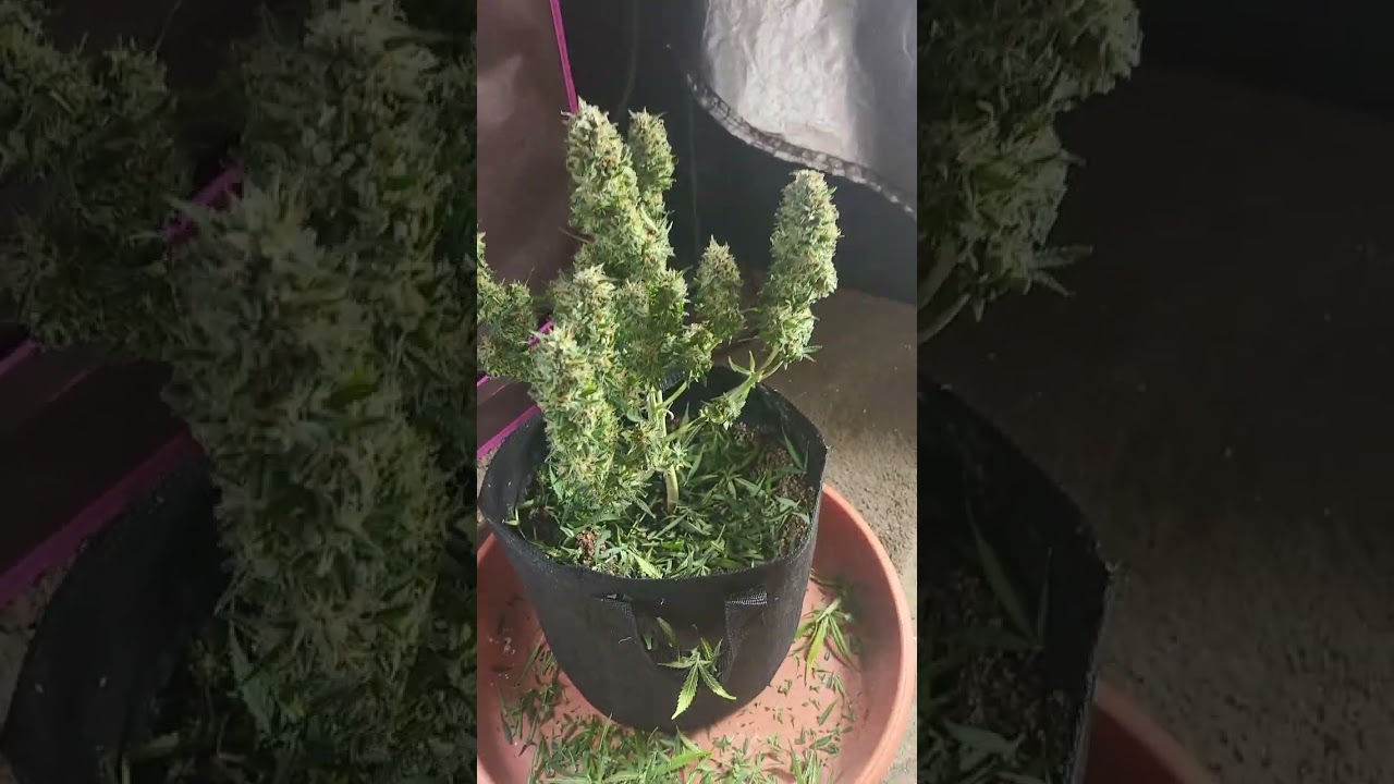 abusive og Auto flower