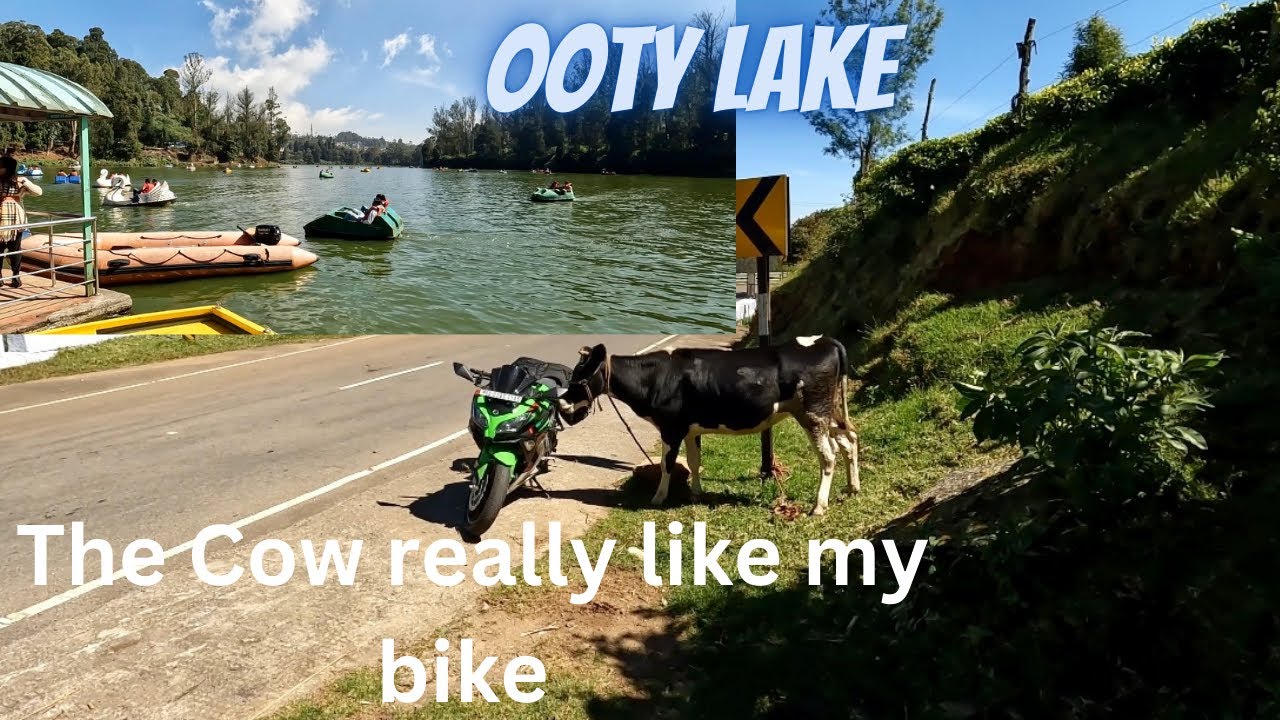Bangalore to Ooty | end of tour | Ooty Lake | I got trouble with a cow 🤣 #satyacrt #ooty #ootylake