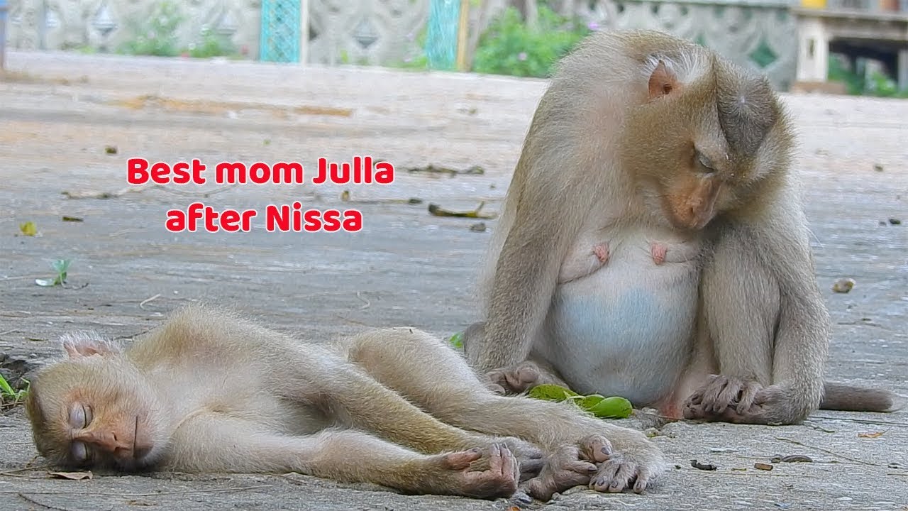 Best mom Julla after Mama Nissa - Even she nearly giving birth but she still groom her big baby