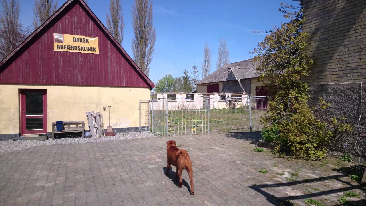 Hundeadf&aelig;rd 1