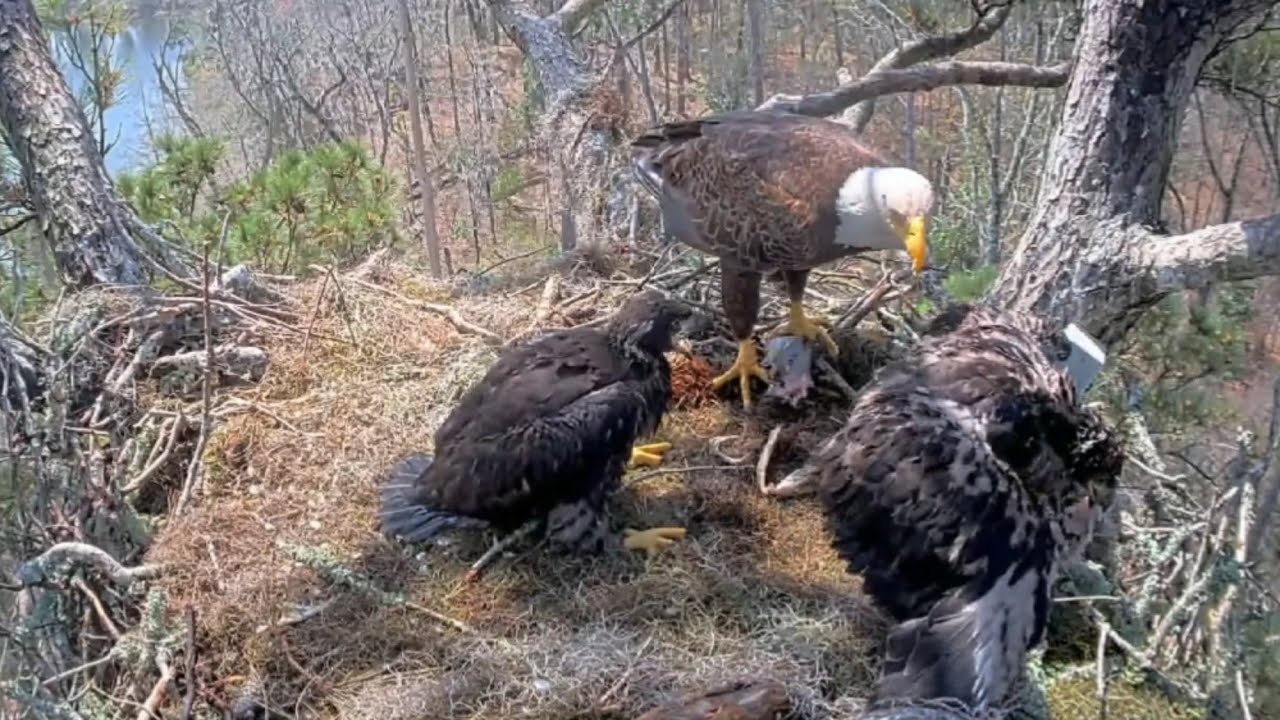 Alex II brings fish, 1st bite to E3-O3, E3-O4 goes to steal | Kisatchie National Forest | Mar 15, 25