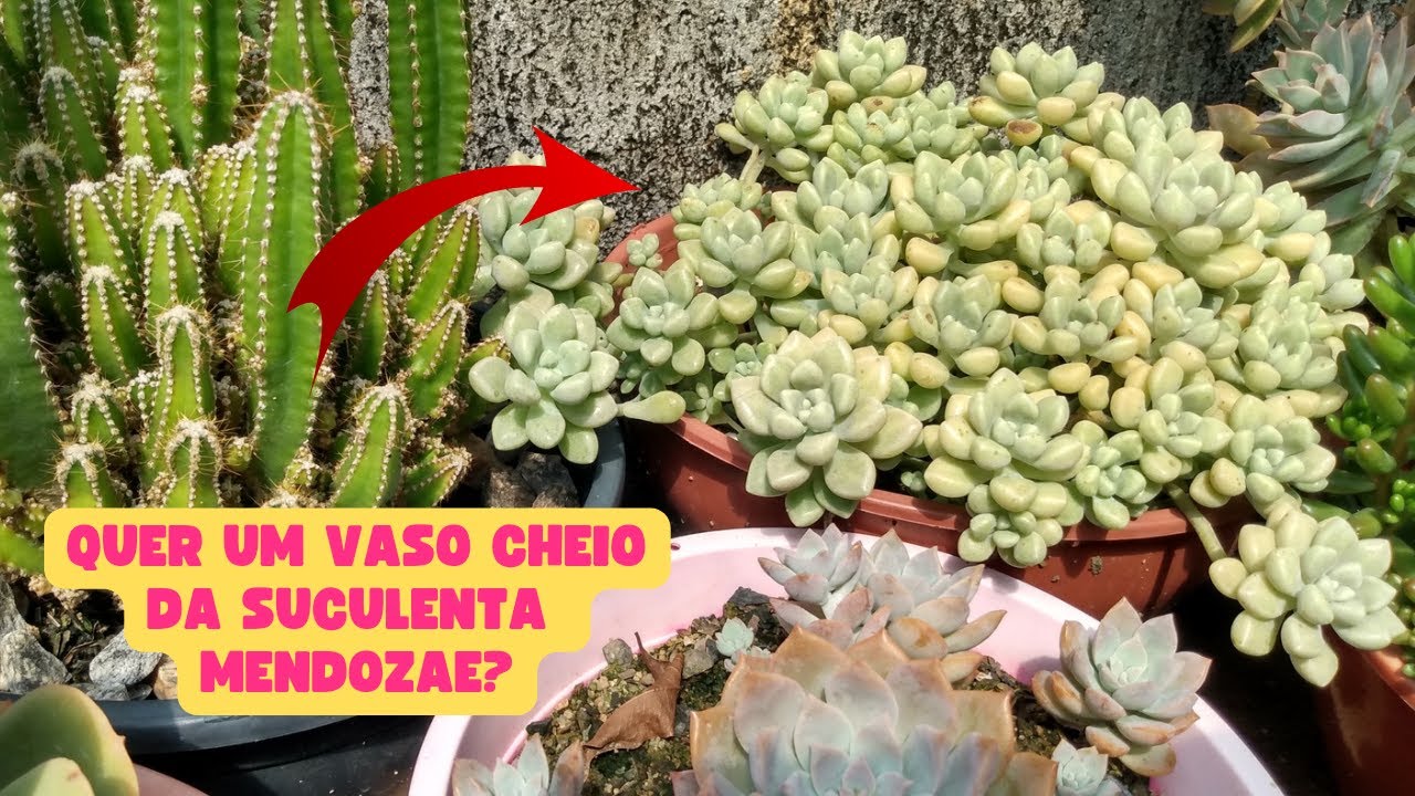 COMO CUIDAR DA SUCULENTA MENDOZAE/SUCULENTA QUE ENCHE O VASO