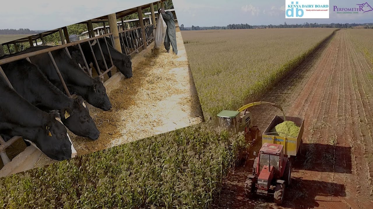 What goes wrong in silage making & what you must look out for.