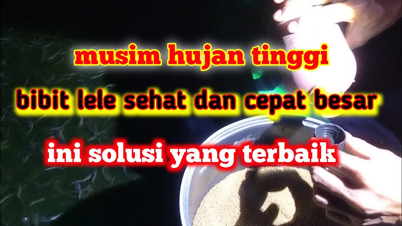 CARA BIBIS PAKAN UNTUK BIBIT IKAN LELE YANG BENAR