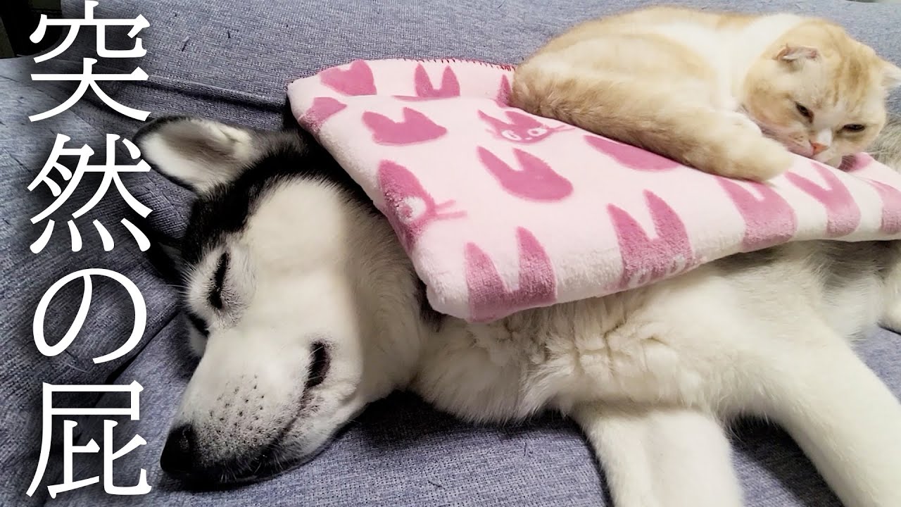 寝てる猫と犬の前でうっかり特大の屁をしたらこうなりました...汗