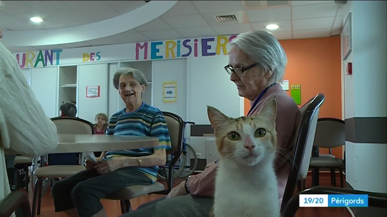 Périgueux : des chats pour égayer une maison de retraite