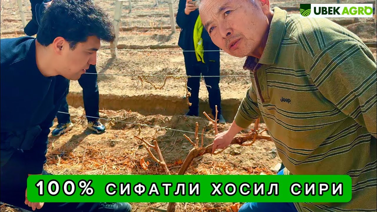 Хитойда узумчилик қандай? Богбондан яширин сирларни билдим