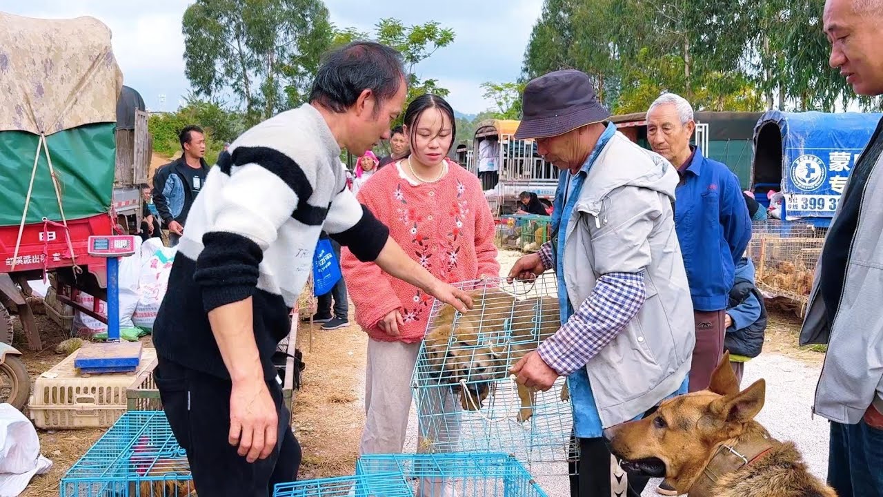 农村媳妇去卖狗，看看卖了多少钱？拿到钱高兴坏了