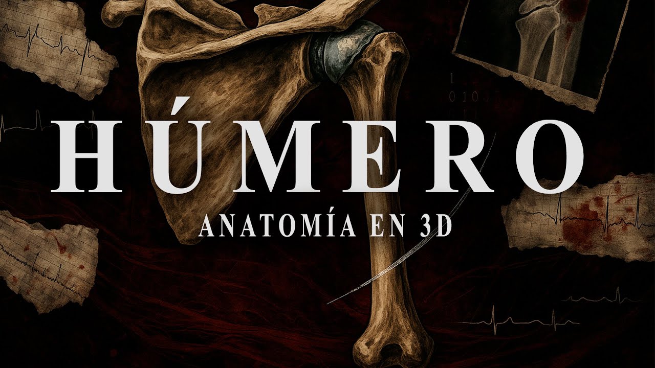 ANATOMIA EN 3D - HUESO HUMERO (CARAS, BORDES, INSERCIONES MUSCULARES, VARIANTES ANATOMICAS)