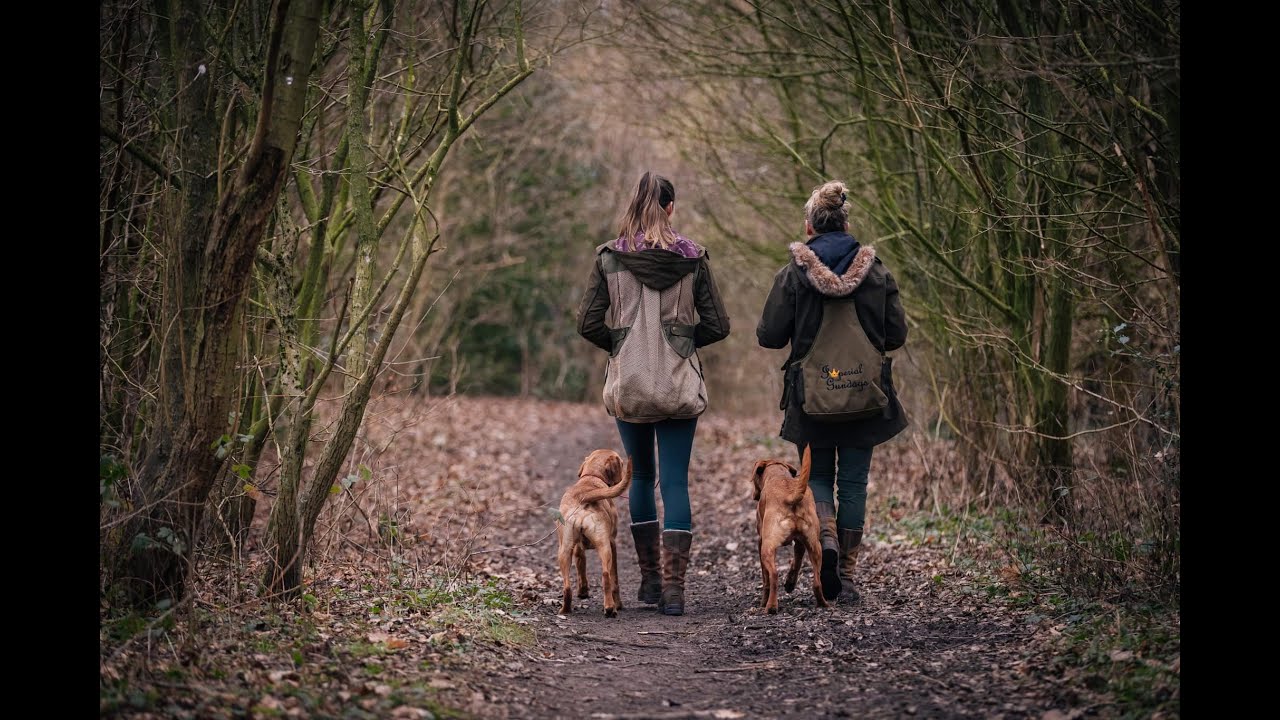 Beginner Gundog training exercise for steadiness- 