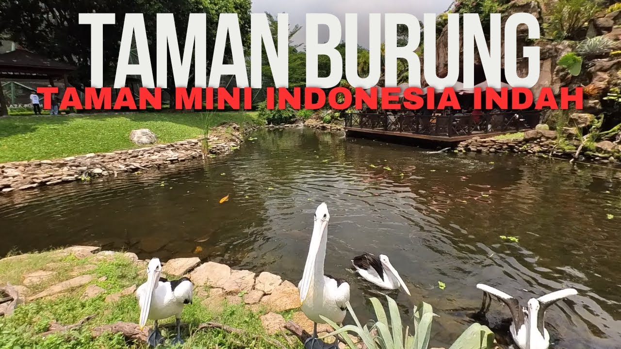 TAMAN BURUNG TMII : ADA RIBUAN BURUNG DI TEMPAT INI | WAJAH BARU TAMAN BURUNG TMII