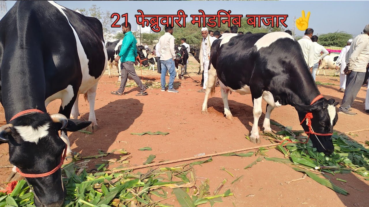 21 फेब्रुवारी मोडनिंब बाजार ✌️👌#rajyamatakhillarpremi #cow 
