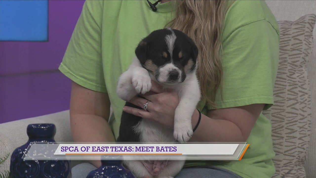 SPCA of East Texas: Meet Bates