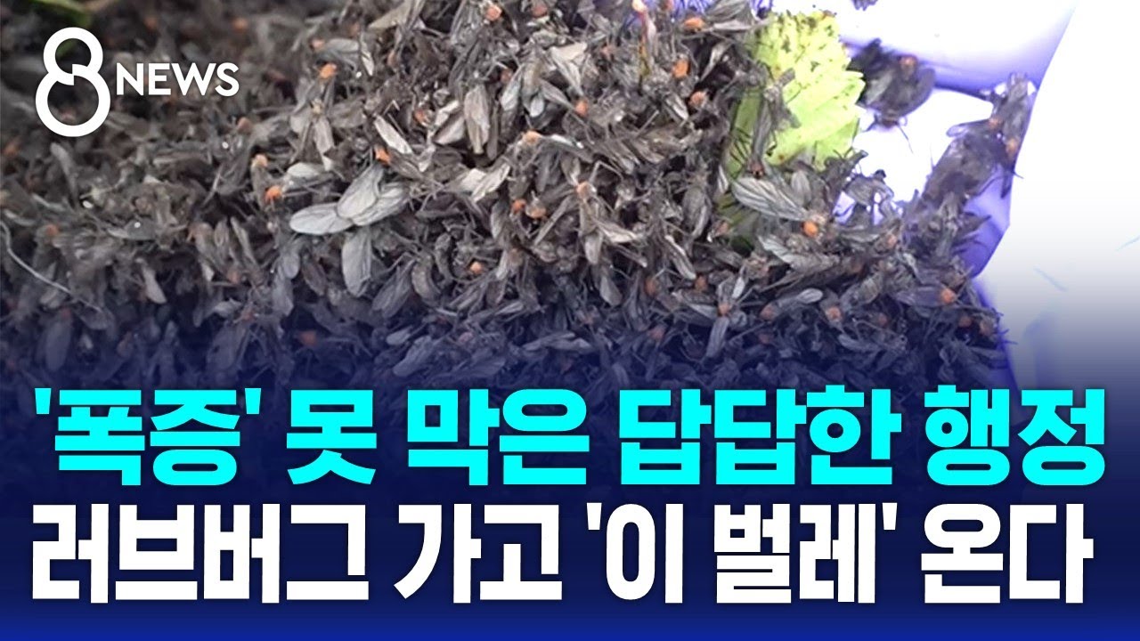 '폭증' 못 막은 답답한 행정…러브버그 가고 '이 벌레' 온다 / SBS 8뉴스