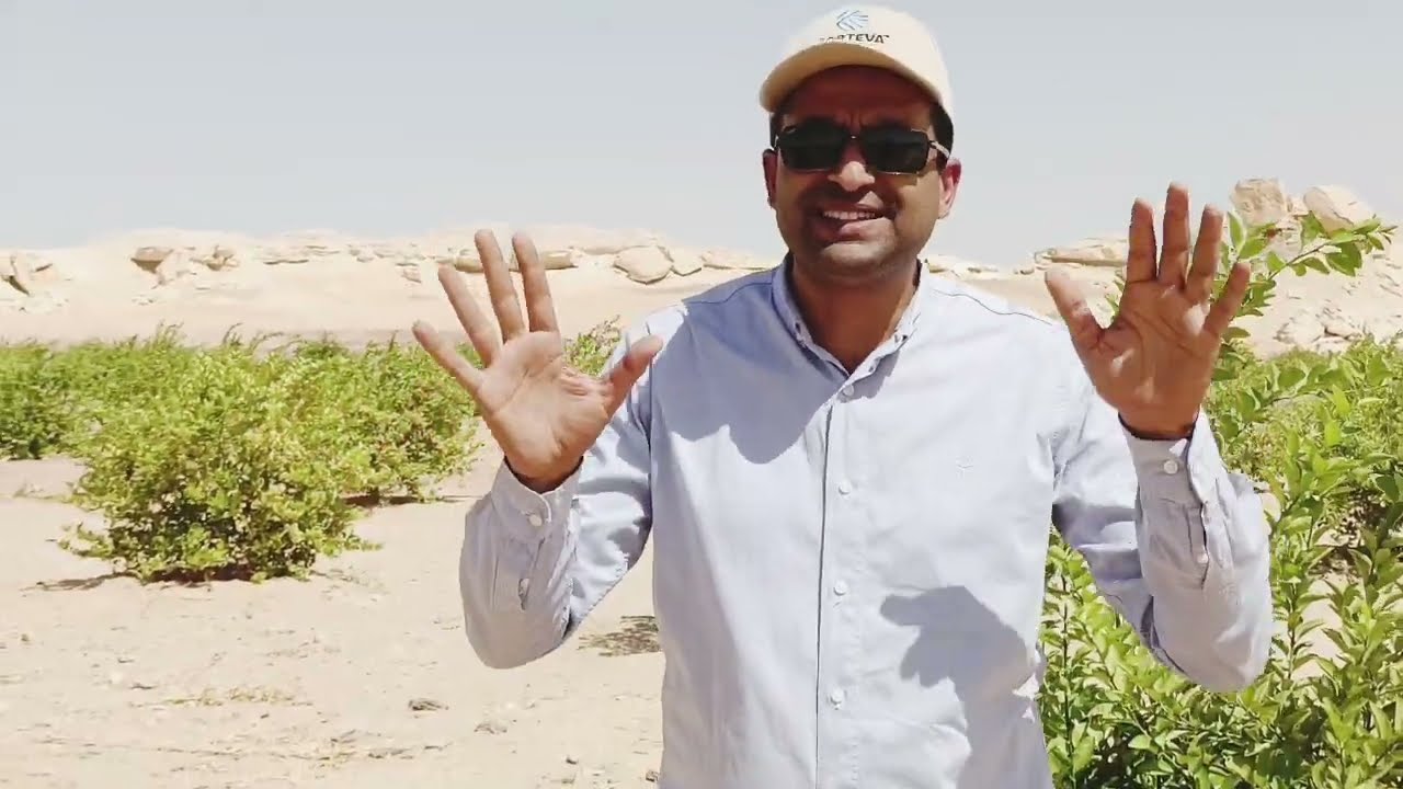 كارثة تنتظر مزارع الليمون البلدي بالفرافرة || تعرف على خطأ منتشر يفعله الكثير