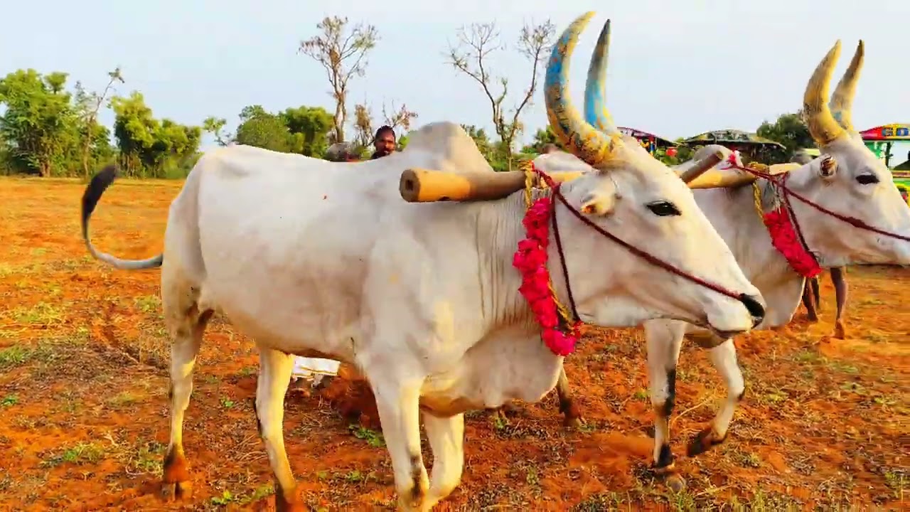 கீழக்கொளத்தூர் நல்லேர் திருவிழா-2025❤️💥🙏✨ Full video...❤️ #keelakolathur #agriculture #agri #village