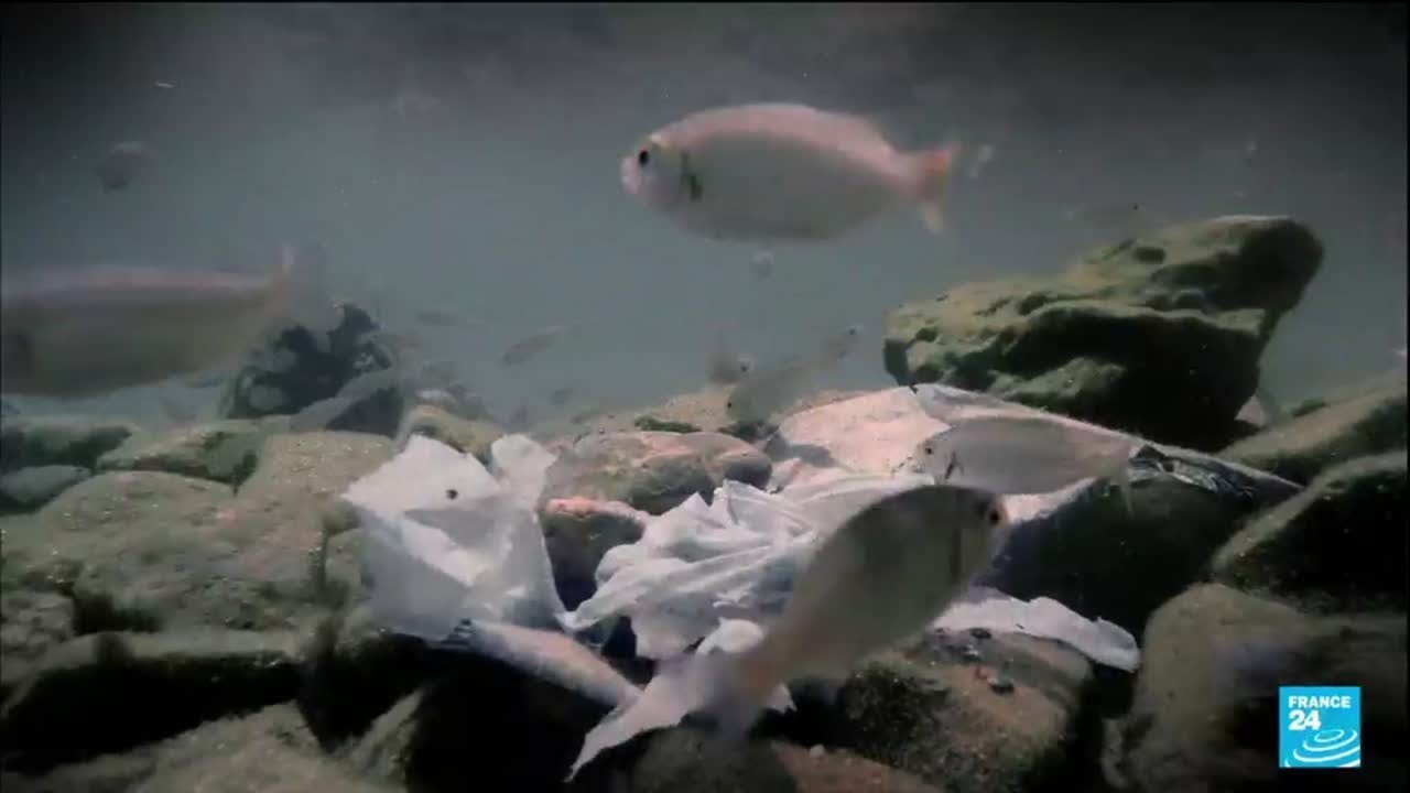 Plastic pollution: The scourge in the Mediterranean Sea • FRANCE 24 English