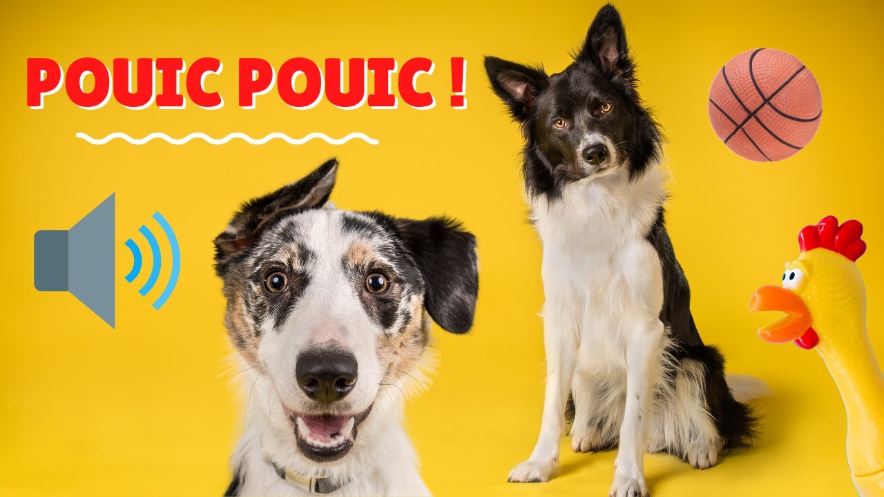 🔊 BRUIT POUR CHIEN (POUIC) 🐶 Bruit jouet pour chien | Bruitage jouet chien (RÉACTION GARANTIE😂)