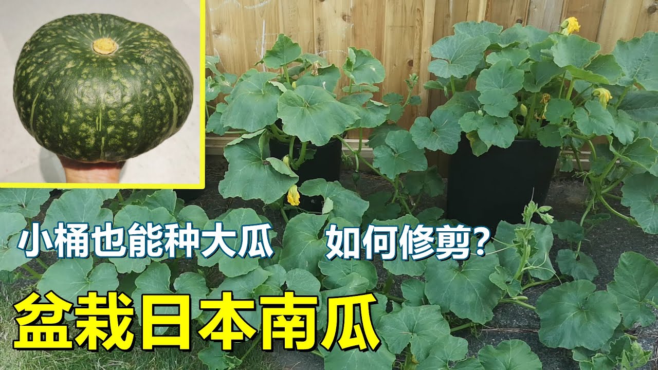 【日本南瓜/金瓜/妈咪南瓜】的修剪, 盆栽地栽, 留几个瓜？主蔓结瓜还是侧蔓结瓜？How to prune Japanese pumpkin properly?