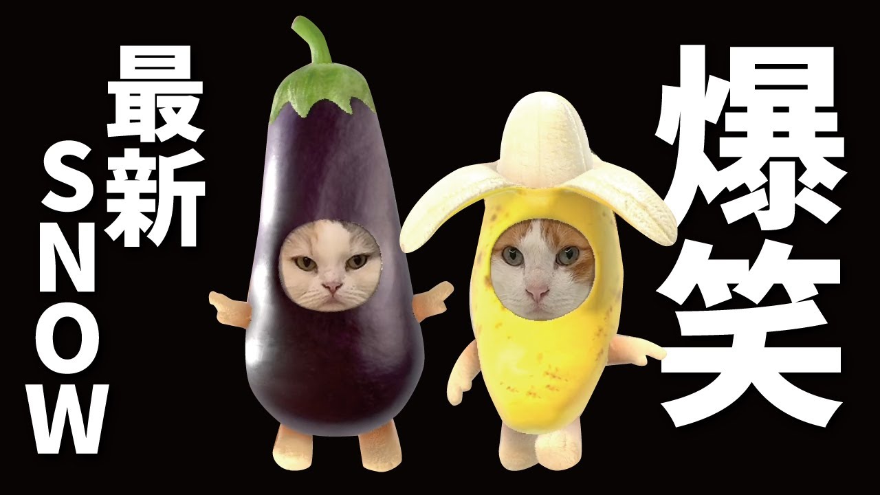 【爆笑】猫でSNOWやったら面白すぎたｗｗｗｗｗｗｗｗｗ【関西弁でしゃべる猫】【猫アテレコ】