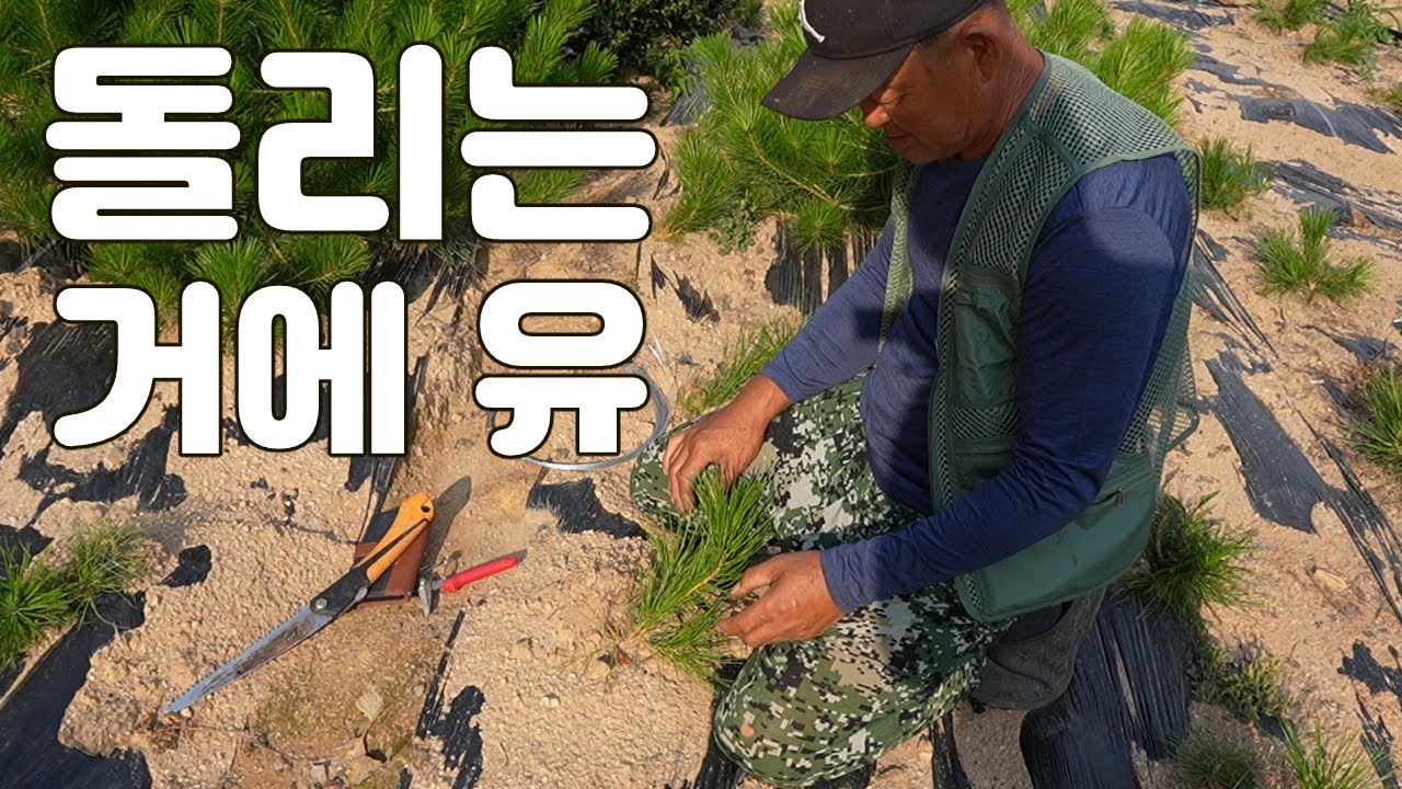 묘목을 심어서 이렇게 빵을 만드는 거에 유