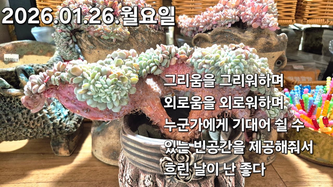 고양 구름다육 라이브 방송