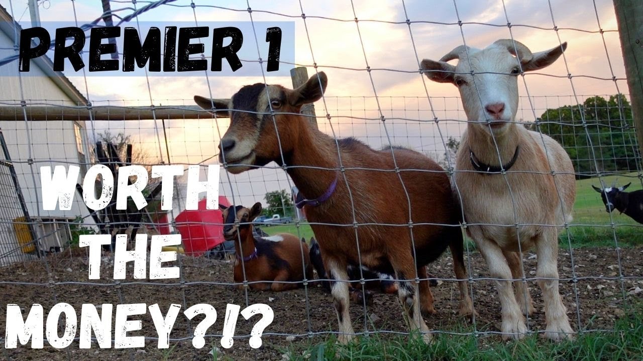 PREMIER 1 ELECTRIC NET FENCING vs. PERMANENT GOAT FENCE! BUDGET FRIENDLY? EASY TO USE?