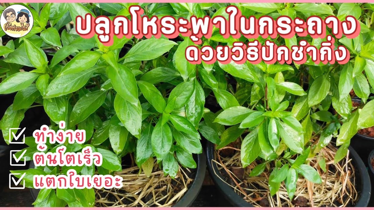 วิธีปลูกโหระพาในกระถาง ด้วยวิธีปักชำกิ่ง ต้นโตเร็ว ทรงพุ่มใหญ่ แตกใบเยอะ #ย่าปลูกอะไร EP53