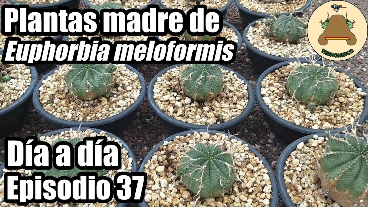 Plantas madre de Euphorbia meloformis. Día a día en un vivero de suculentas. Episodio 37.
