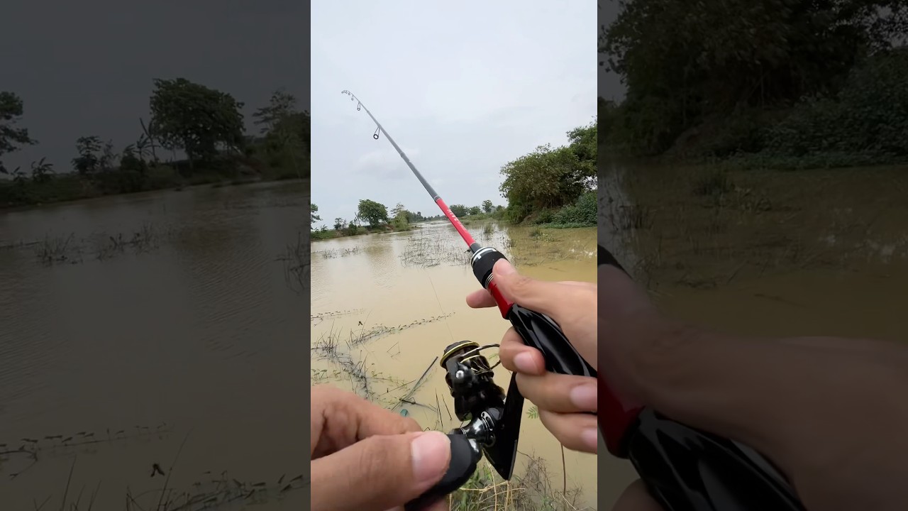 Rekomendasi joran UL carbon solid dari HIVE #fishing