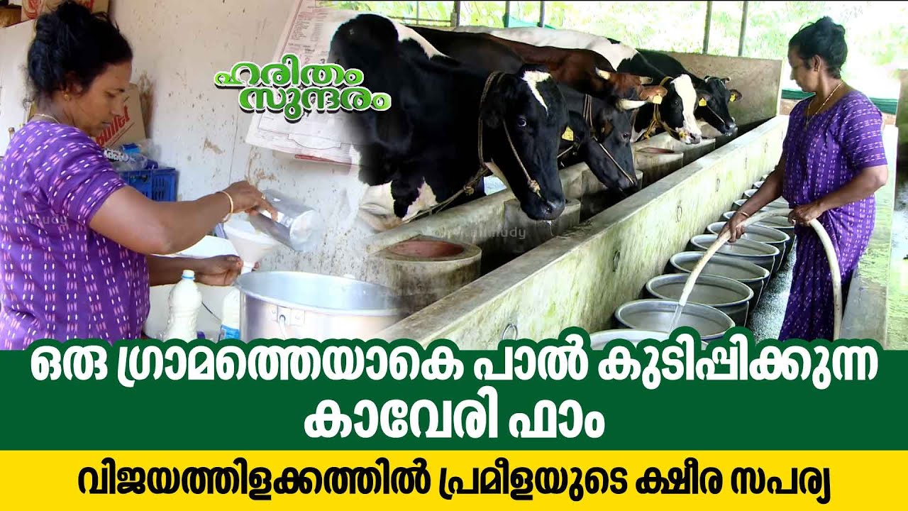 ഒരു ഗ്രാമത്തെയാകെ പാൽ കുടിപ്പിക്കുന്ന കാവേരി ഫാം | Kaveri Farm | Haritham SundaramEP 453