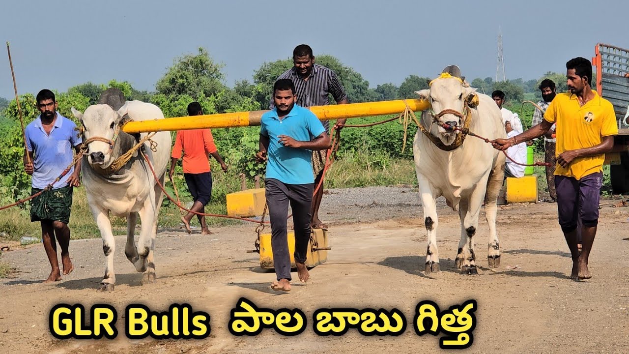 GLR Bulls గరికపాటి లక్ష్మయ్య చౌదరి గారి ( పాలబాబు గిత్త -మిల్క్ బాబు గిత్త )పెద్ద గొట్టిపాడు గ్రామం