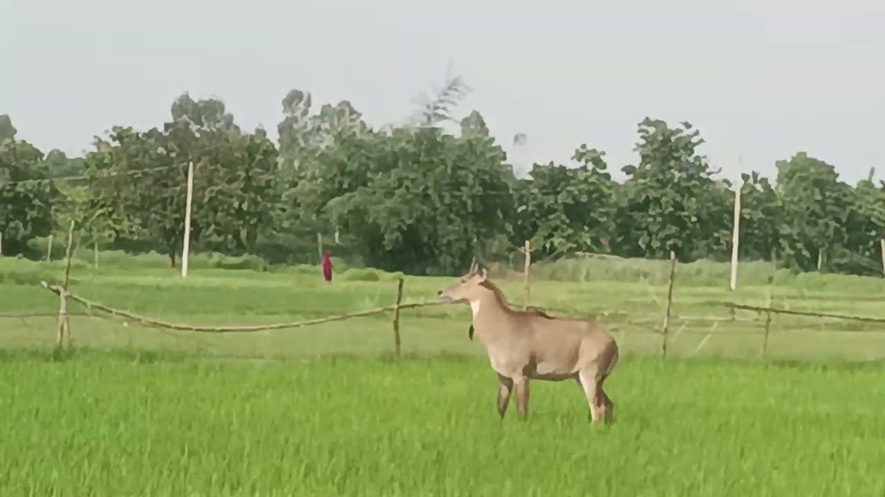 Neelgai 