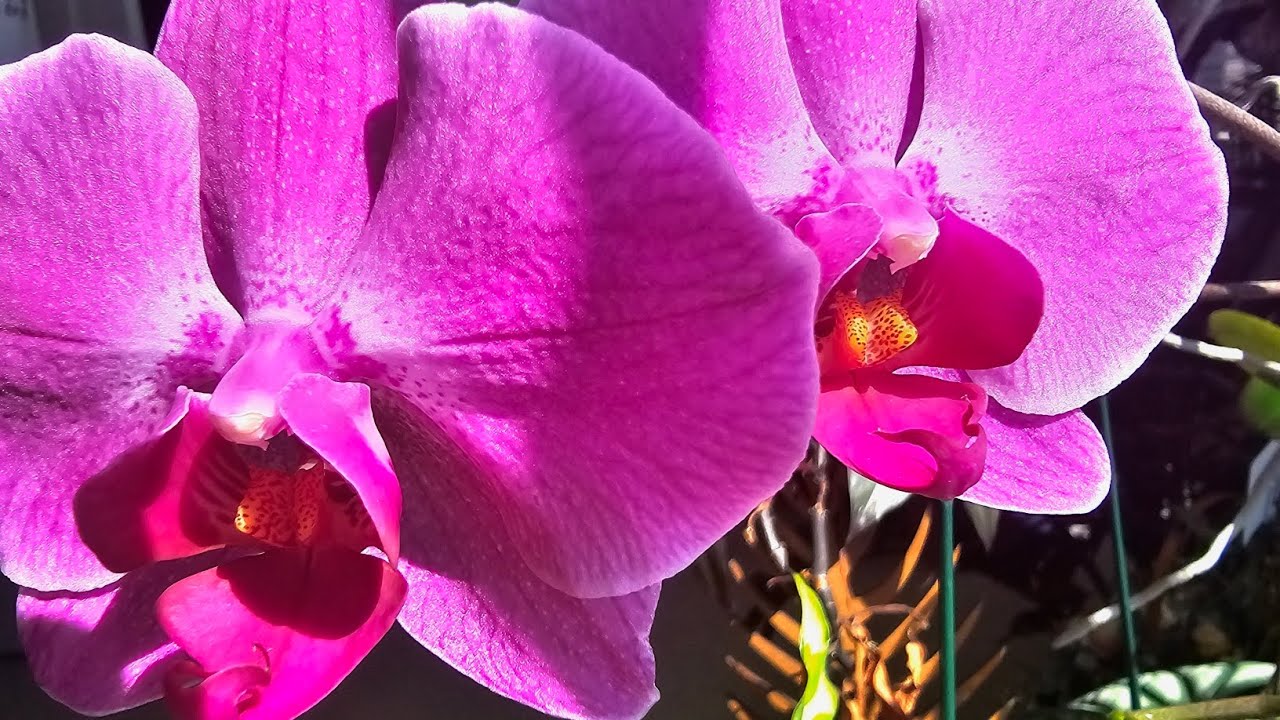 Overly Ambitious Orchid