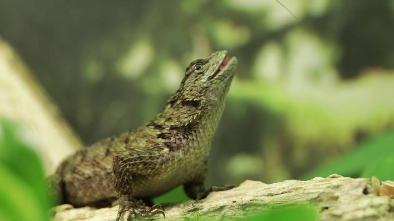 Sceloporus malachiticus