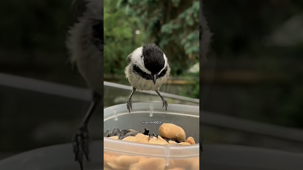 comida gratis para p&aacute;jaros #comida #gratis #pajaro #pajaros