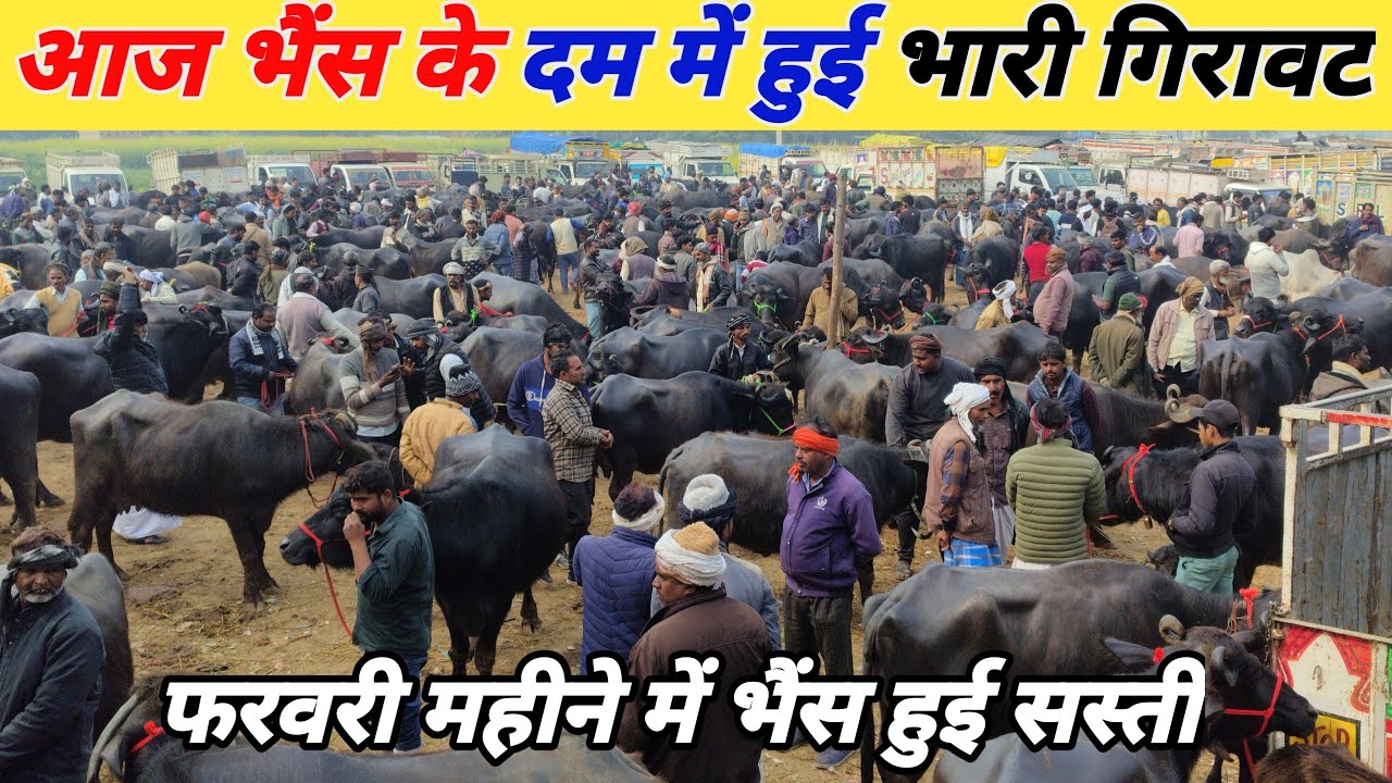 आज भैंस के दम में हुई भारी गिरावट | फरवरी महीने में भैंस हुई सस्ती Mauhariya pashu mandi Mohariya