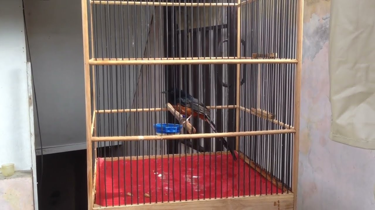 Cara Merawat Murai Batu Nyulam Bulu
