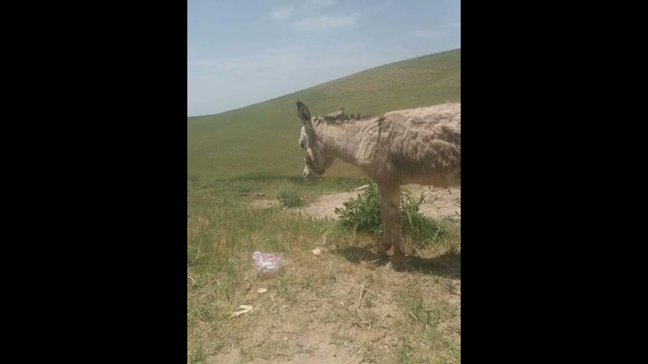 van tuşba alabayır avirek köyü ♥️