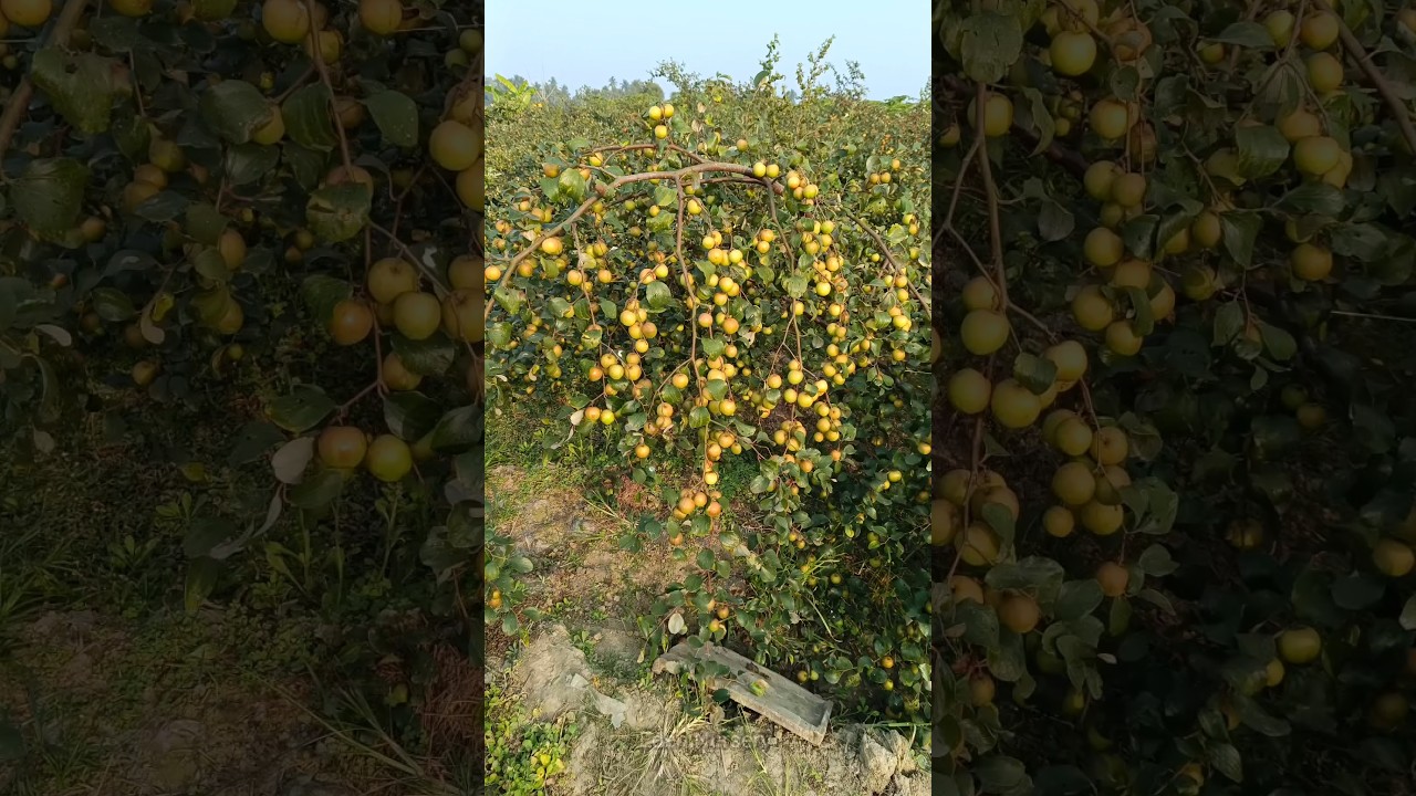 ball sundari apple ber // ball sundari ber // kashmiri apple ber // kashmiri ber // red apple ber //