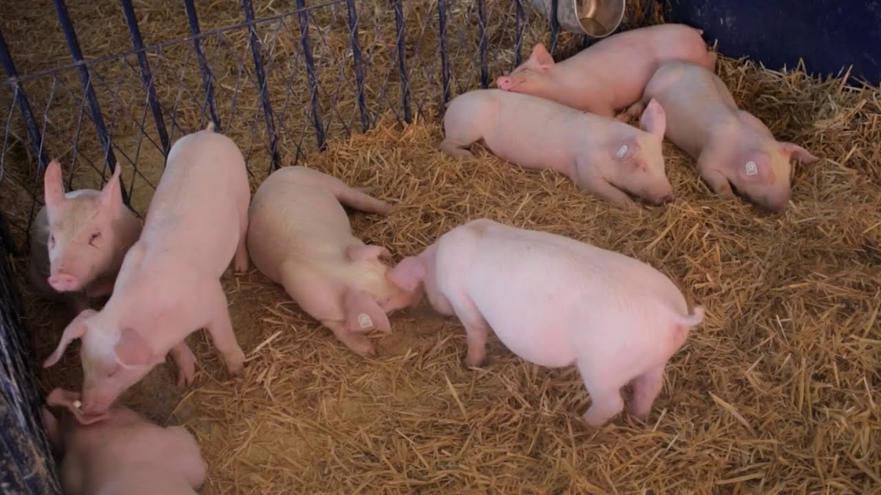 Avantajele hrănirii lichide a porcilor