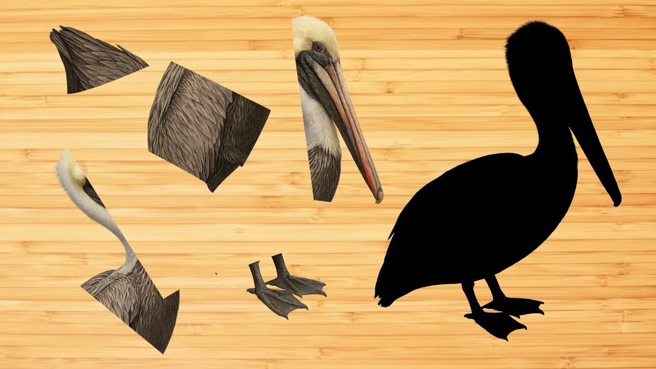 CUTE ANIMALS Brown Pelican Puzzle 귀여운 동물 갈색 펠리컨 퍼즐