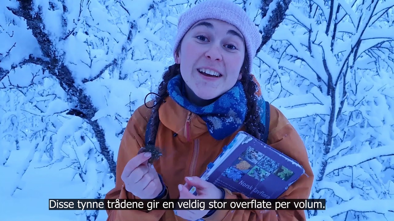 P&aring; skattejakt i naturen: Skjegglav p&aring; tr&aelig;r
